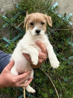 van Beck des Folie's Parsons - Chiots disponibles - Parson Russell Terrier