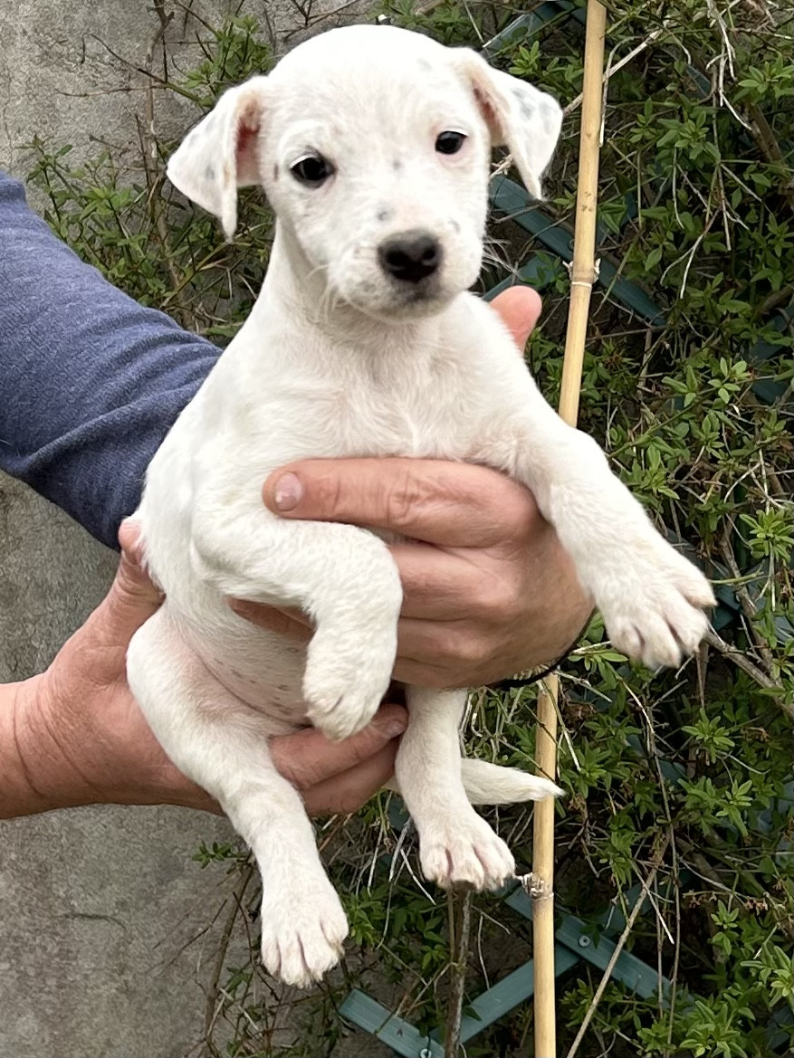 van Beck des Folie's Parsons - Chiots disponibles - Parson Russell Terrier
