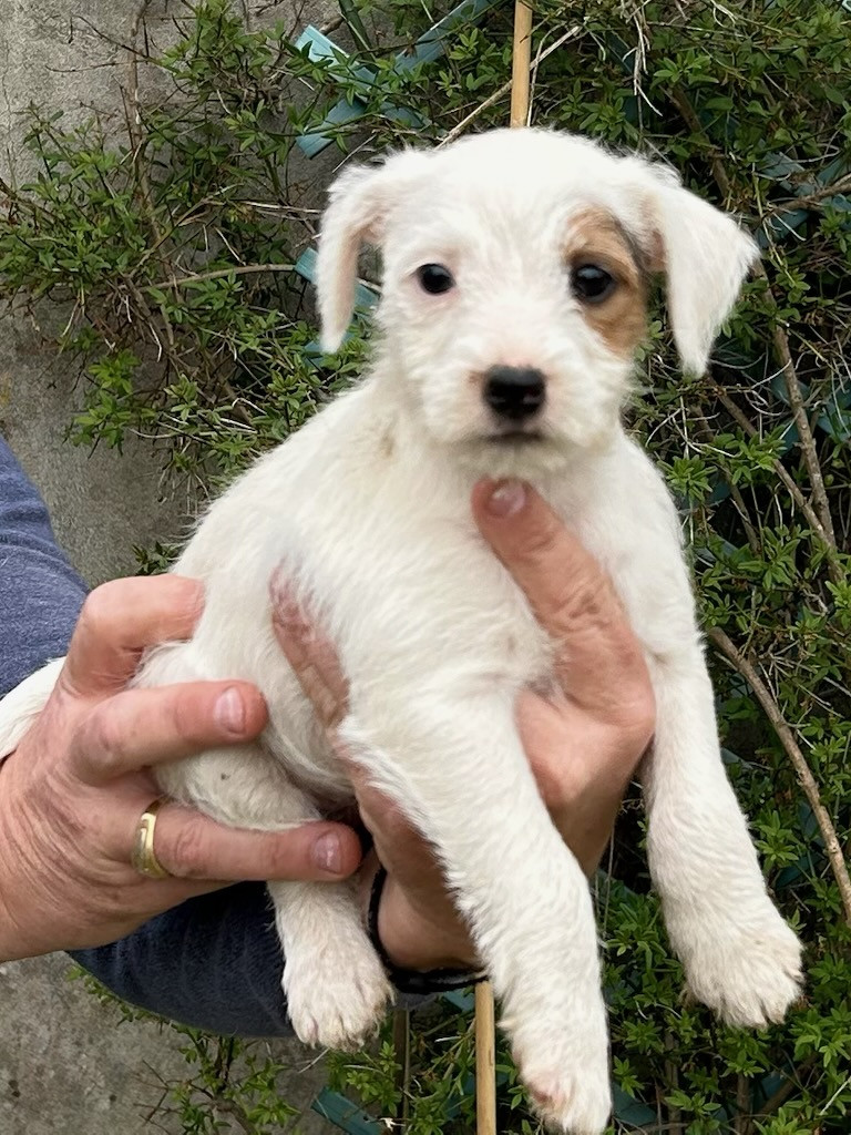 van Beck des Folie's Parsons - Chiots disponibles - Parson Russell Terrier