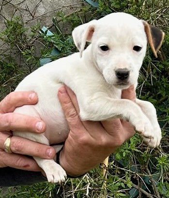 van Beck des Folie's Parsons - Chiots disponibles - Parson Russell Terrier